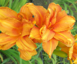 Liliowiec 'Bandolero'
