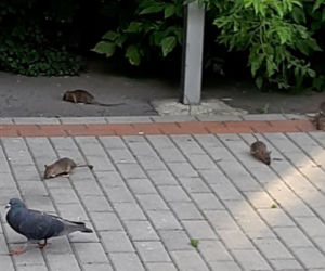 Plaga Szczurów na Międzynarodowej