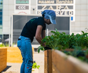 Miejska farma i ekowarsztaty - Galeria Katowicka wypuszcza zieleń w miasto