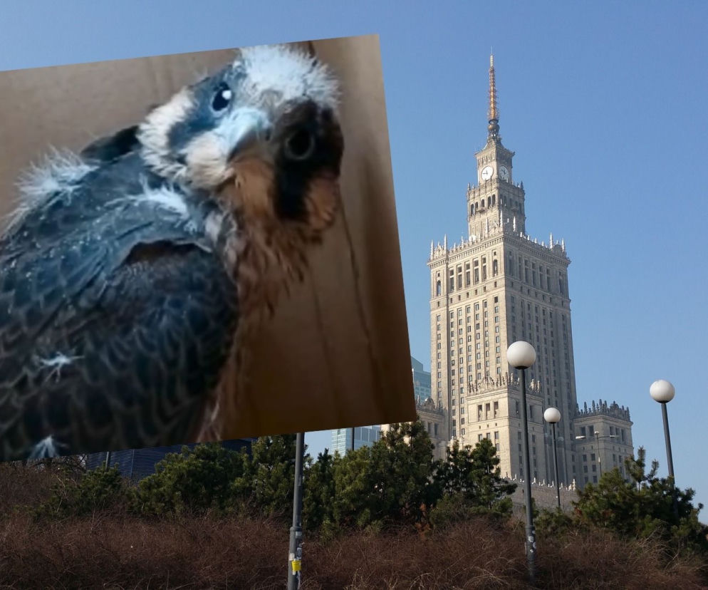 Sokół Varso