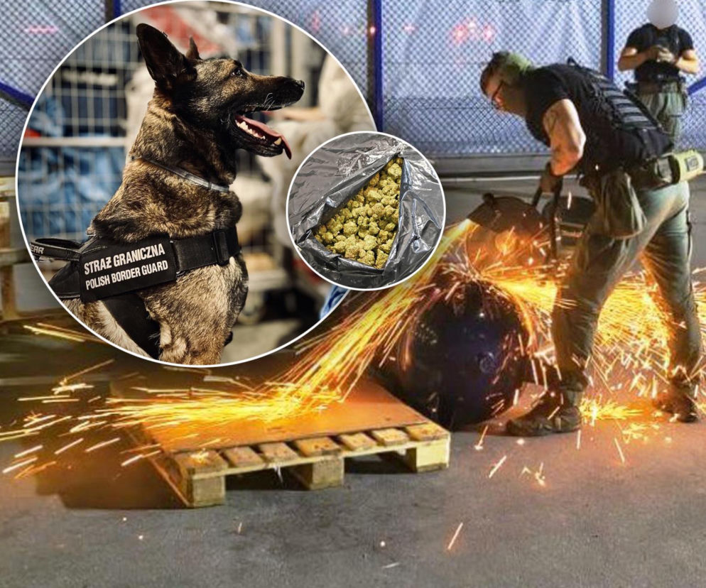 Drops wyniuchał 82 kg marihuany. Wielki przemyt na Lotnisku Chopina