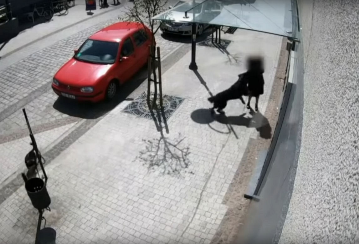 Przerażające sceny w Lęborku! Wielki pies zerwał się ze smyczy i zaatakował trzy osoby. 8-latka pogryziona [ZDJĘCIA].