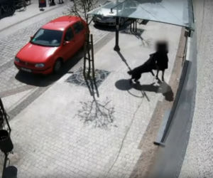 Przerażające sceny w Lęborku! Wielki pies zerwał się ze smyczy i zaatakował trzy osoby. 8-latka pogryziona [ZDJĘCIA].