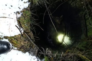 Myśleli, że to dzik, a w studzience czekała na nich prawdziwa niespodzianka. Mała sarenka uratowana