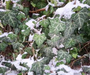 11 zimozielonych roślin liściastych, które uczynią ogród pięknym zimą!