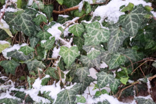 11 zimozielonych roślin liściastych, które uczynią ogród pięknym zimą!