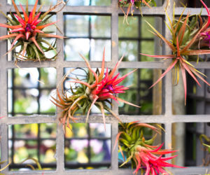Oplątwa: Tillandsia ionantha