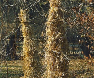 Chochoły - dobra osłona roślin przed mrozem