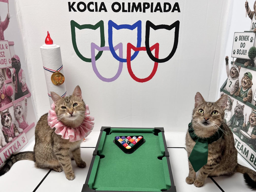 Koty z Tarnobrzega podbijają internet!