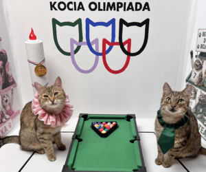 Koty z Tarnobrzega podbijają internet!