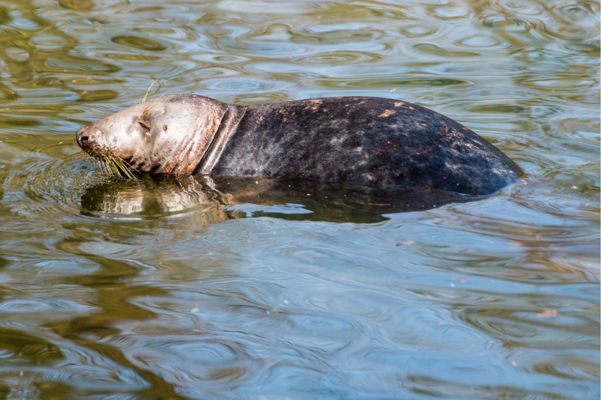 Koronawirus w Trójmieście. Zwierzęta z zoo tęsknią za ludźmi