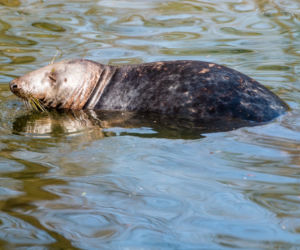 Koronawirus w Trójmieście. Zwierzęta z zoo tęsknią za ludźmi