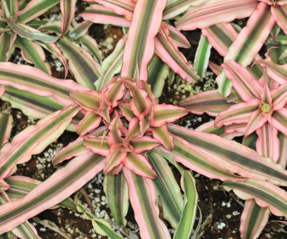 Cryptanthus 
