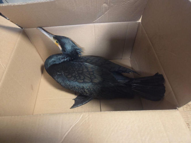 Znalazł w zaroślach ranne zwierzę. Na komendzie okazało się, że jest pod ochroną