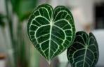 Anthurium clarinervium