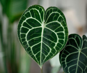 Anthurium clarinervium