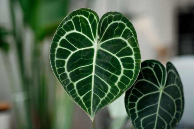 Anthurium clarinervium