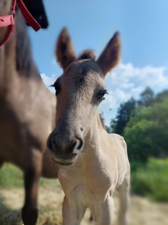  Zagroda Konika Polskiego w Gorajcu