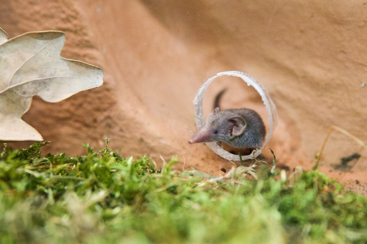 Zoo Wrocław: Ryjówka etruska