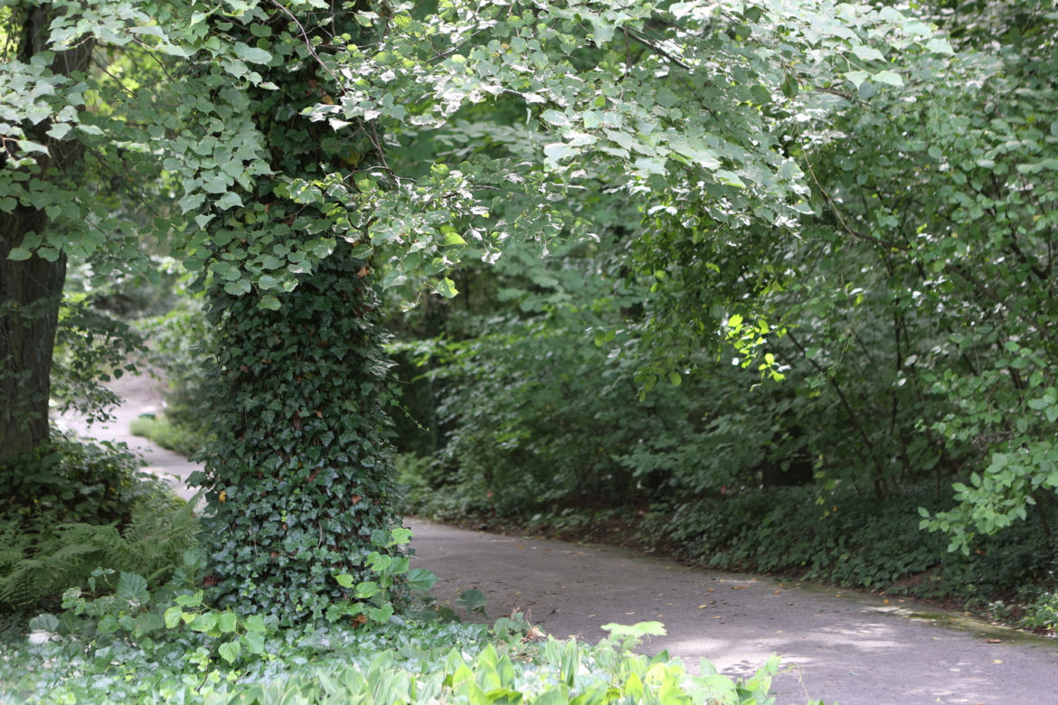 Kwitnący Ogród Botaniczny UMCS w Lublinie