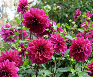 Dalia 'Thomas Edison'