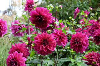Dalia 'Thomas Edison'
