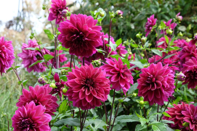Dalia 'Thomas Edison'