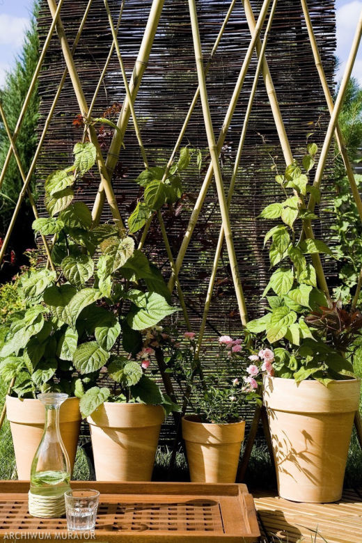 Pnącza na balkon: aktinidia (kiwi).