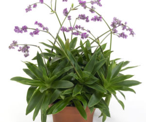 Callisia warszewicziana