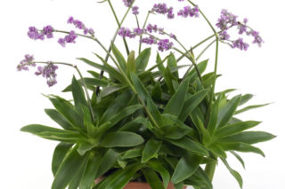 Callisia warszewicziana - Callisia warszewicziana