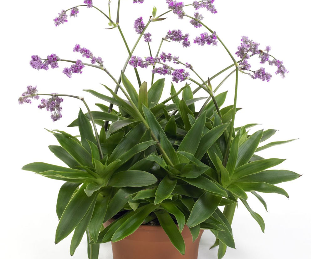 Callisia warszewicziana