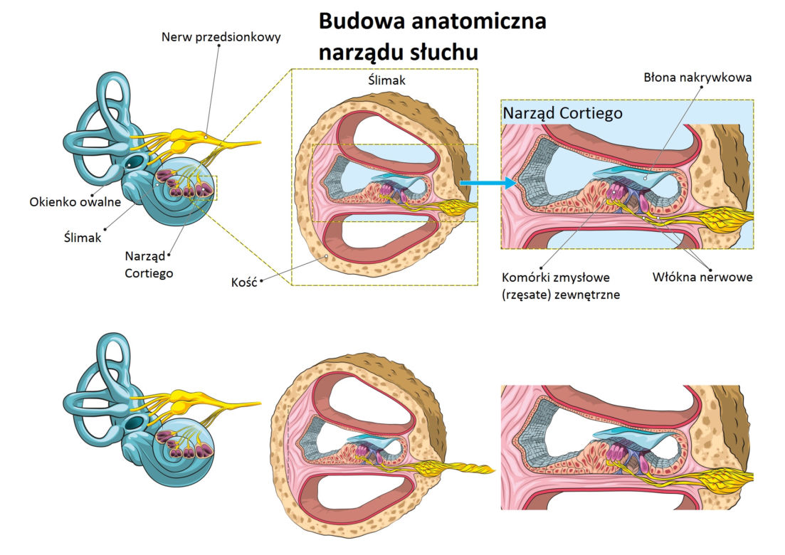 Anatomia narządu słuchu