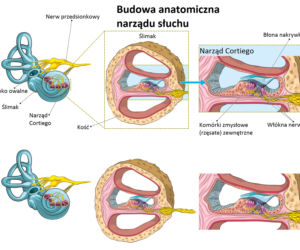 Anatomia narządu słuchu