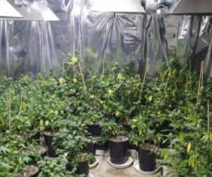 Potężna plantacja marihuany w Dąbrowie Górniczej. Hodowcy grozi 10 lat więzienia [ZDJĘCIA]