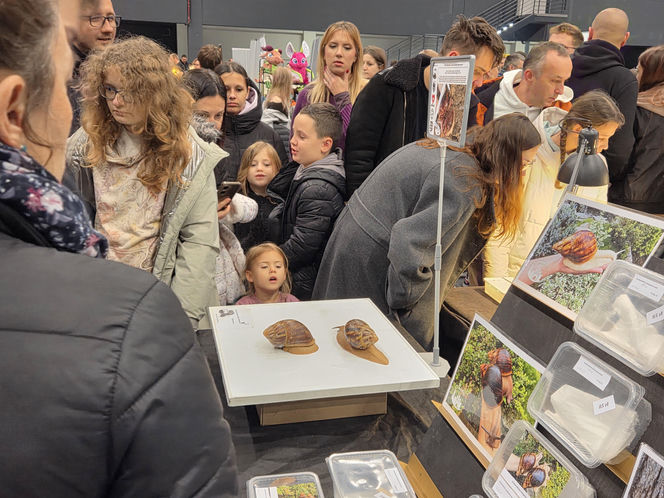 Egzotyczny świat zawitał do Bydgoszczy! Pająki i węże były na wyciągnięcie ręki