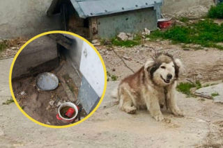 Ten psiak przeżył piekło! Zwierzę żyło w skandalicznych warunkach, miało zdeformowany pysk [ZDJĘCIA]