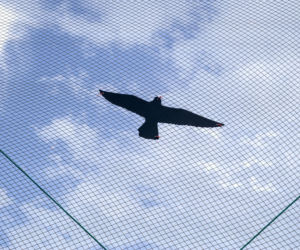 Zabezpieczenie hali przed ptakami – co wybrać i dlaczego?