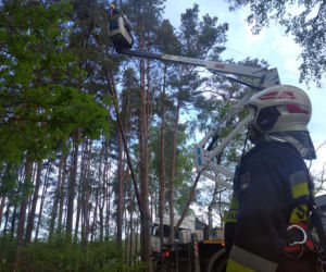 Wypadek na DK 10 w Solcu Kujawskim! Ciężarówka wypadła z drogi i uderzyła w drzewa [ZDJĘCIA]