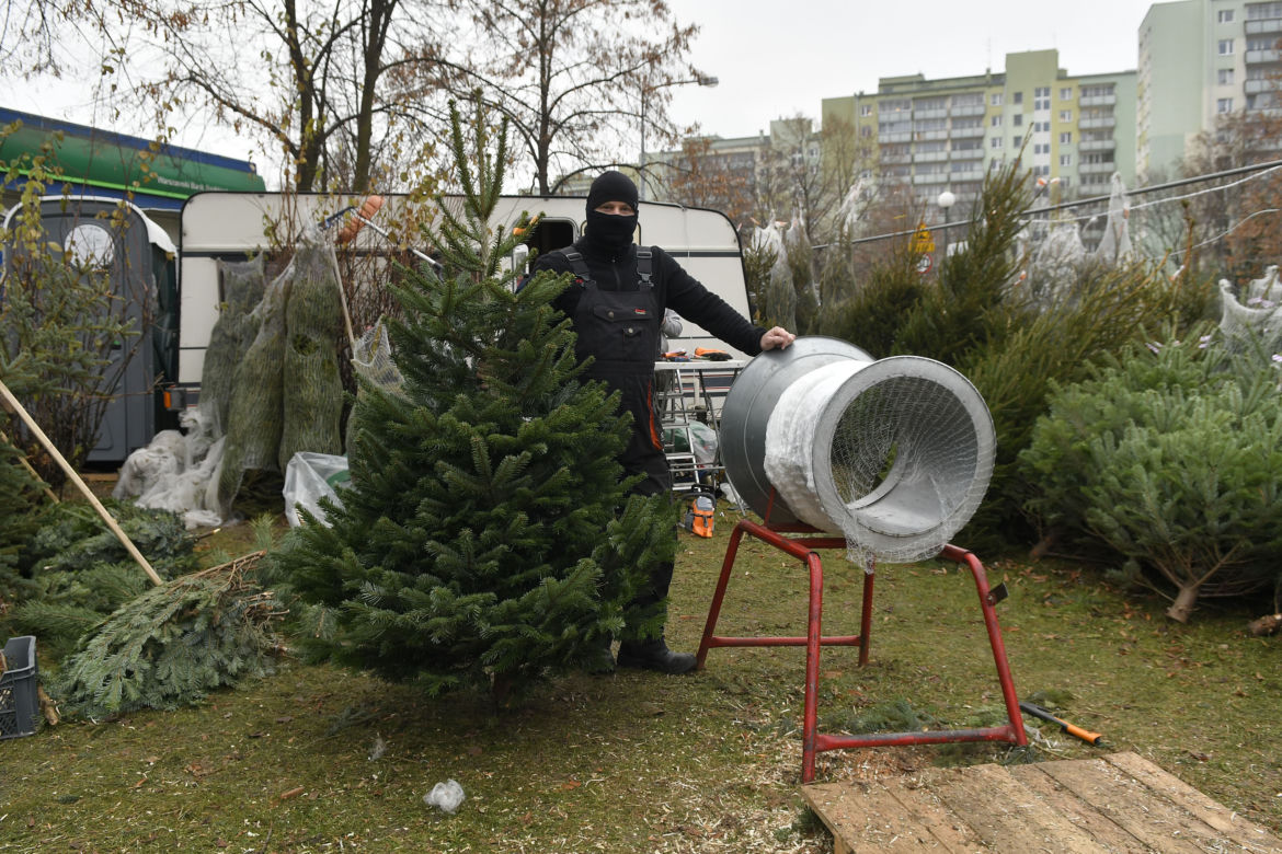  Gdzie najtaniej kupić choinkę w Warszawie? 