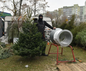  Gdzie najtaniej kupić choinkę w Warszawie? 