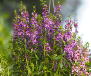 Angelonia