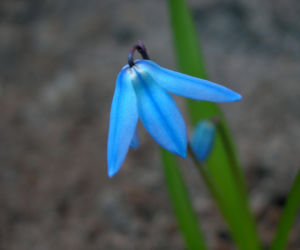 Cebulica syberyjska