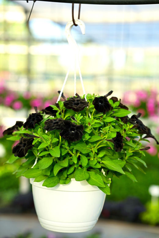 Czarna petunia