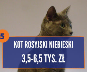 Najdroższe rasy kotów na świecie 2020. TOP 10