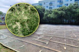 Ta roślina potrafi nawet skruszyć beton! Walczą z zielonym intruzem, by stworzyć park 