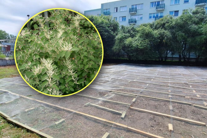 Ta roślina potrafi nawet skruszyć beton! Walczą z zielonym intruzem, by stworzyć park 