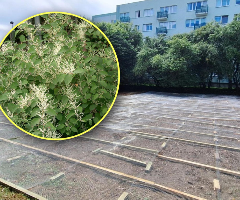 Ta roślina potrafi nawet skruszyć beton! Walczą z zielonym intruzem, by stworzyć park 