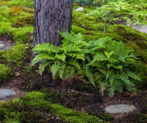 Co to jest ogród naturalny i jak go założyć krok po kroku?