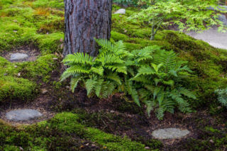 Ogród naturalny: trend, który pokochasz. Zobacz, jak stworzyć ogród wzorowany na naturze