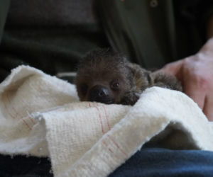 Mały leniwiec z wrocławskiego zoo rozczula do łez! Muszą się nim opiekować pracownicy [WIDEO, ZDJĘCIA]